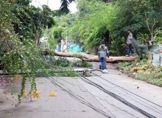 Mother Nature is back raising havoc in the greater Pattaya area, flooding streets and neighborhoods and felling trees. The latest, Monday’s overnight rain, played dominos with power poles in Naklua after a tree collapsed and fell into electrical lines. Provincial Electrical Authority officials were called in, but had to wait until city workers could arrive to cut up the fallen tree before they could restore power to the area.