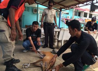 Animal-control officers have turned the young deer over to the Banglamung Wildlife Center to be released in a safe wooded area.