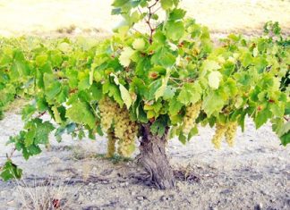 Airén vines trained low off the ground (Photo: Bodegas Ambite).