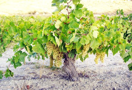 Airén vines trained low off the ground (Photo: Bodegas Ambite).