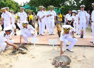 Hawksbill sea turtles Kalyakorn, 12, and Amornrat, 8, are released into the sea to commemorate HM the King’s 87th birthday.