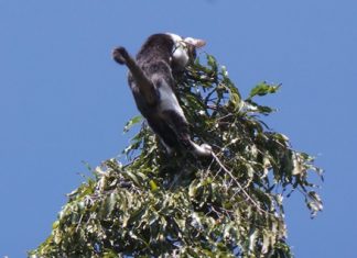 The little scaredy-cat climbed to the top of a tall tree…