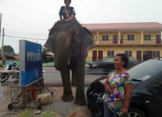 Resident Saman Rathanawong called the media because she doesn’t think it’s fair for the elephant to be fed this way.