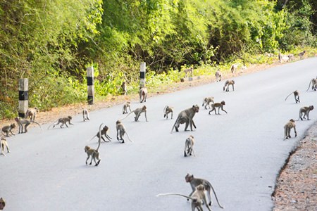 Over 1,000 monkeys have migrated to the Sattahip Naval Base area and officials say that more are expected, so the Royal Thai Navy, Sriracha Conservation Center, and Khet Udomsak municipality have signed an agreement to capture and sterilize female monkeys in Sattahip in hopes of resolving the area’s overpopulation problem.