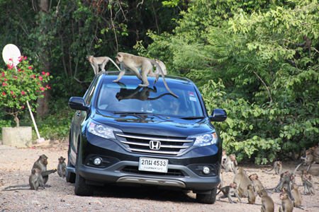 People feeding the monkeys from their cars in the area have exacerbated the problem and are being asked to stop.