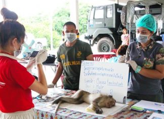 Veterinarians have begun neutering monkeys in Sattahip in hopes of resolving the area’s overpopulation problem.