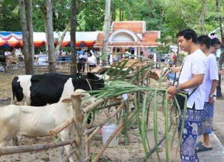 Ninety-nine cows were spared during the annual merit making ceremony to honor HM the Queen’s birthday.