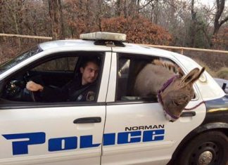 (Robin Strader/Norman Police Department via AP)