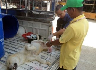 Veterinarian Bandit Ong-Chareon and workers from the Public Health Department visited the Pattanakarn Road to help control the stray animal population in the sub-districts.