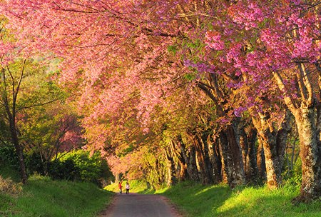 Tourists flock to Chiang Rai to see beautiful cherry blossoms - Pattaya ...