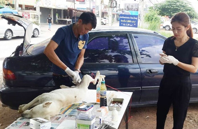 Public Health Department veterinarians were out in the Khao Talo Community to help control the stray dog population with free sterilizations.