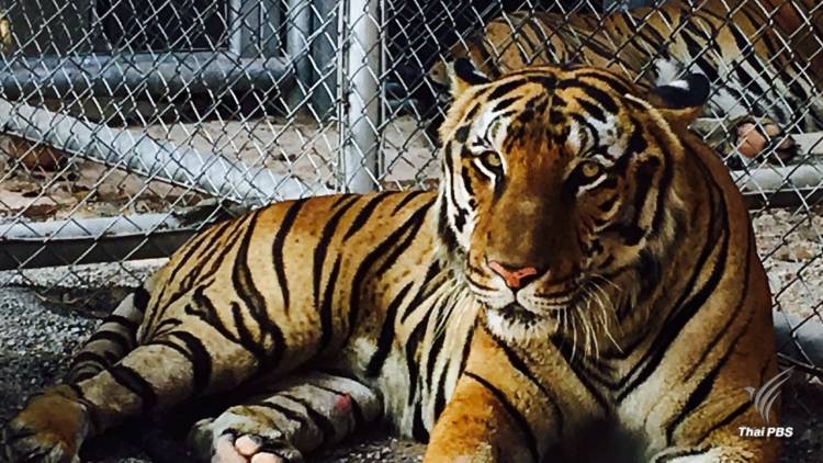 Thailand News 03-03-17 1 PBS World Animal Protection- No license for tiger farm please 1JPG