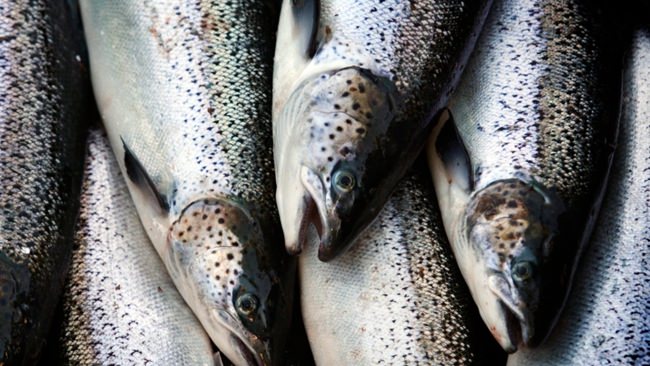 Farm-raised Atlantic salmon move across a conveyor belt as they are brought aboard a harvesting boat near Eastport, Maine. Two conservation groups say a deal has been struck with commercial fishermen in Greenland and the Faroe Islands to protect thousands of vulnerable Atlantic salmon. (AP Photo/Robert F. Bukaty, File)