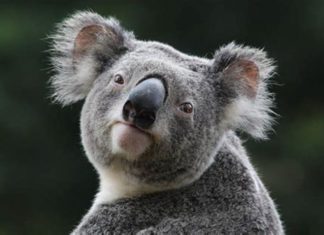 Koala bear.