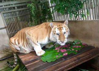 Goldie the golden tiger.