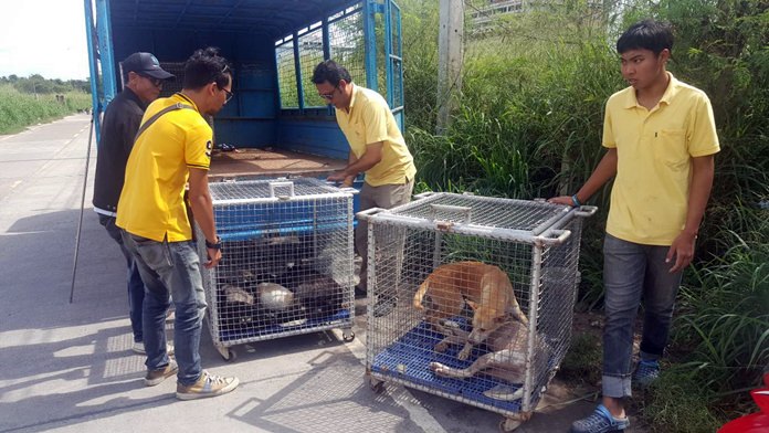 Pattaya’s dog catchers rounded up a dozen stray canines behind Banglamung Hospital Oct. 22.