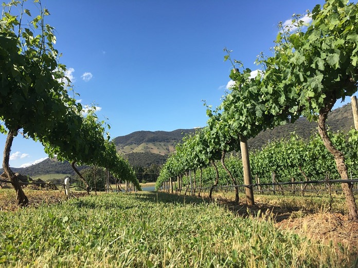 Australian vineyard.