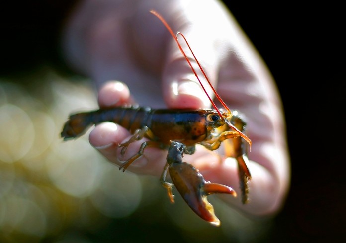 FILE - In this May 9, 2016 file photo, a marine biologist holds a young lobster on Friendship Long Island, Maine. Data released for 2018 show an uptick of baby lobsters off some parts of Canada while they are dwindling off the New England coast. (AP Photo/Robert F. Bukaty, File)