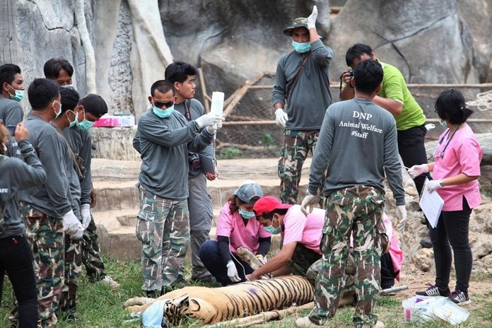 In this Monday, May 30, 2016, file photo, wildlife officials begin removing some of the 147 tigers held at a "Tiger Temple" in Saiyok district of Kanchanaburi province. (AP Photo)