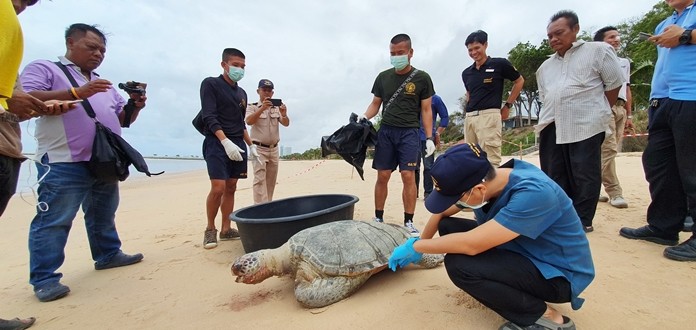 Another dead turtle washed up on a Sattahip beach, bringing this week’s total to nine.