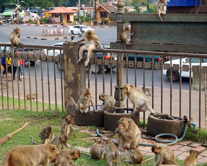 Local monkeys gather in the center of Lopburi town, known as Monkey City, in central Thailand. (AP Photo/Nicole Evatt)