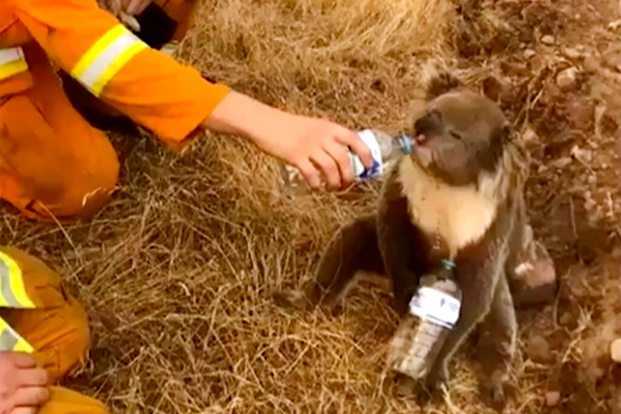 In this image made from video taken on Dec. 22, 2019, and provided by OakbankBalhannah CFS, a koala drinks water from a bottle given by a firefighter in Cudlee Creek, South Australia. (OakbankBalhannah CFS via AP, File)