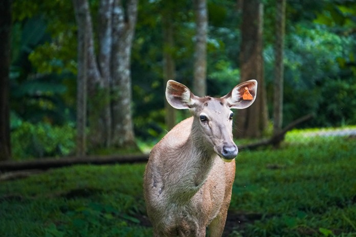 Khao Kho Open Zoo