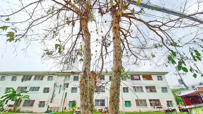 Hundreds of thousands of the caterpillars have reduced many of the golden shower trees in Najomtien to bare branches.