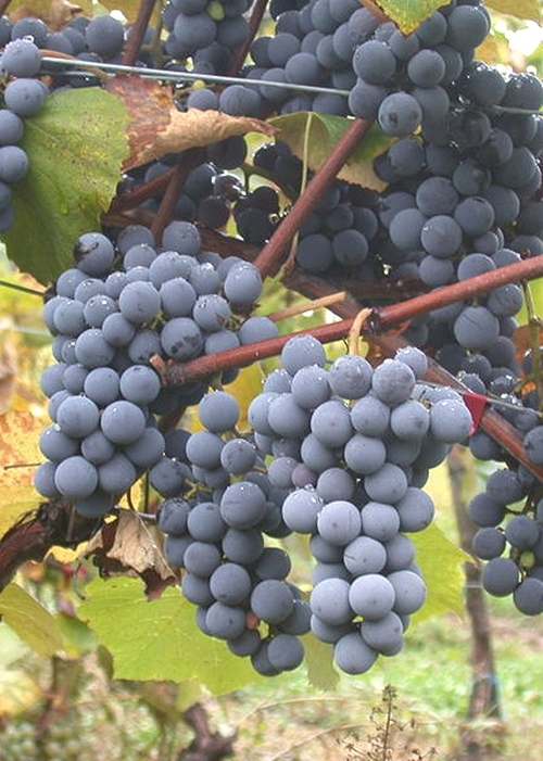 Gamay grapes on the vine.