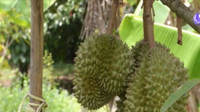 Durian, one of the eight high-demand fruits Thailand is promoting with the China’s markets as the lockdowns of both countries have been relaxed.