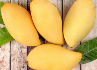 Mango, is one of the main Thailand’s fruit exporting products that are in high demand in the global market.