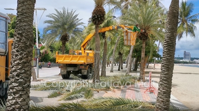 Environment Department workers were out June 1 pruning trees on Pattaya and Jomtien Beaches.