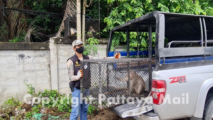 Satit Klaosangwan from the Khao Chee Chan wildlife preserve said the simians will be released to nature away from humans.