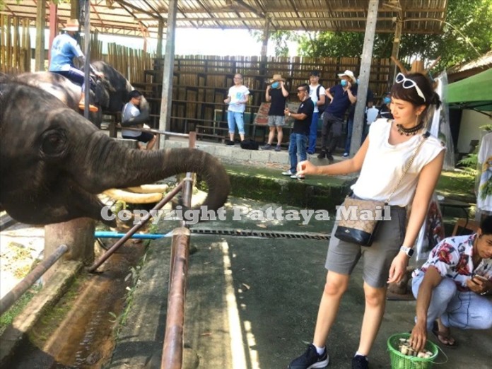 A tourist enjoys feeding the elephants.