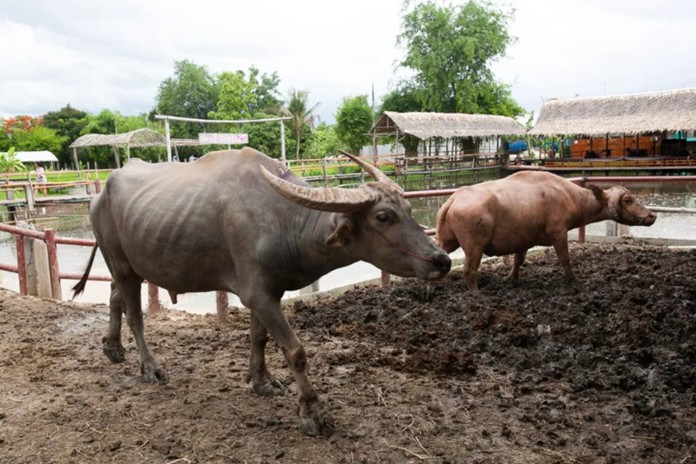 Ban Khwai (Buffalo Village) 