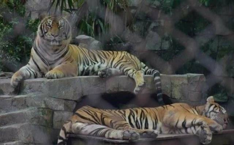 Female fondling tiger testicles at Chiang Mai zoo causes uproar ...