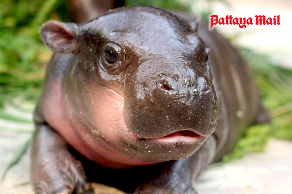 Moo Deng: Thailand's Adorable Baby Pygmy Hippo Sensation