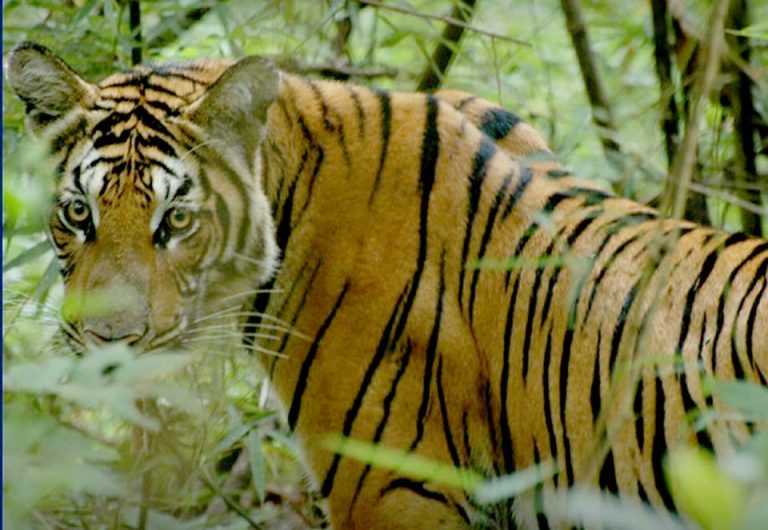 Tiger population in Thailand increases following intense forest watch ...