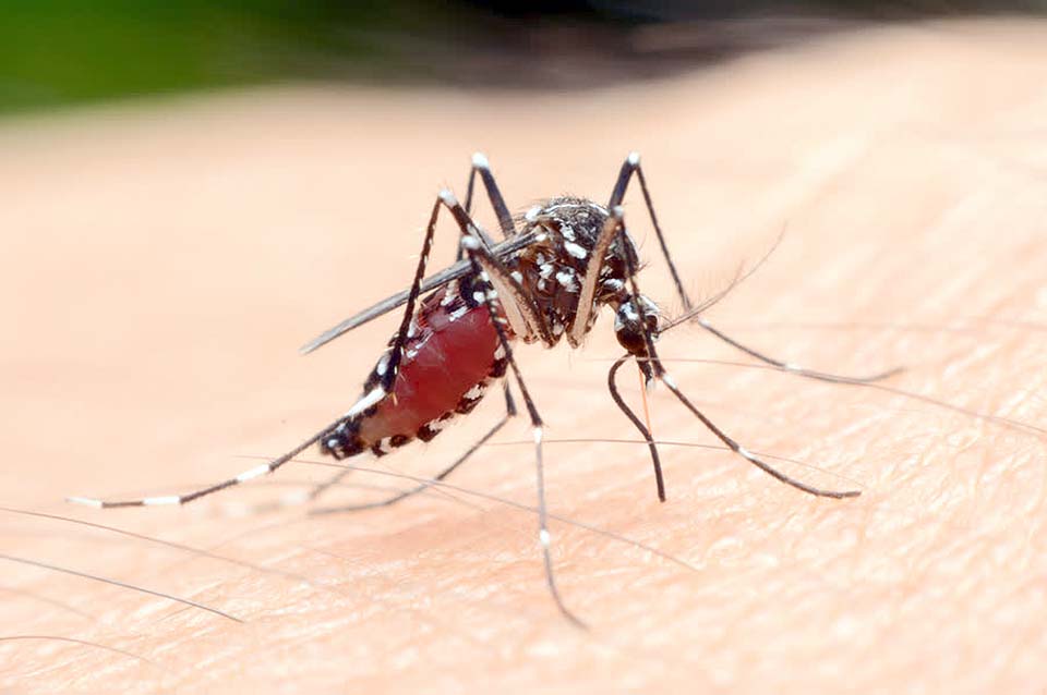 Thailand aims to eradicate malaria by 2024 Pattaya Mail