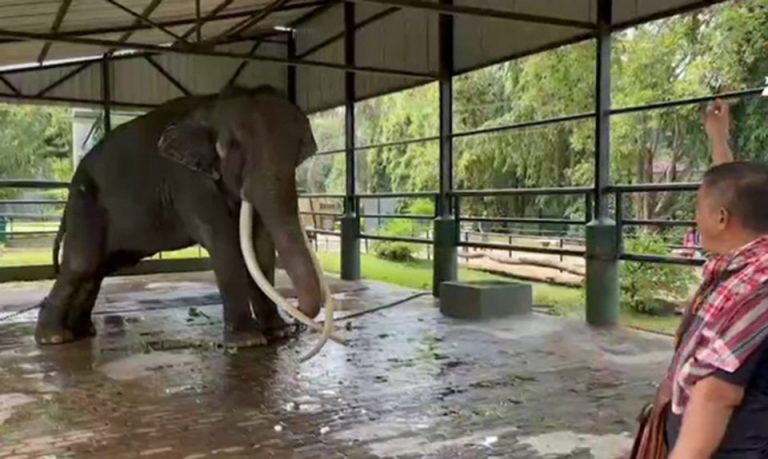 Thailand plans to bring ailing elephant ‘Sak Surin’ back from Sri Lanka