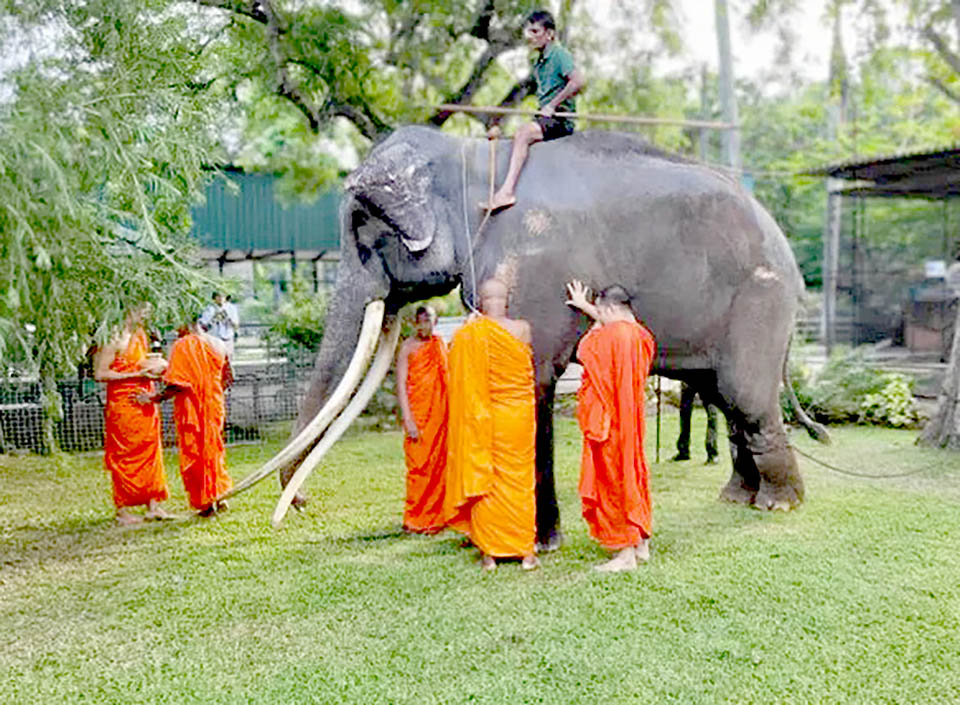 Ailing Thai elephant blessed before returning home from Sri Lanka