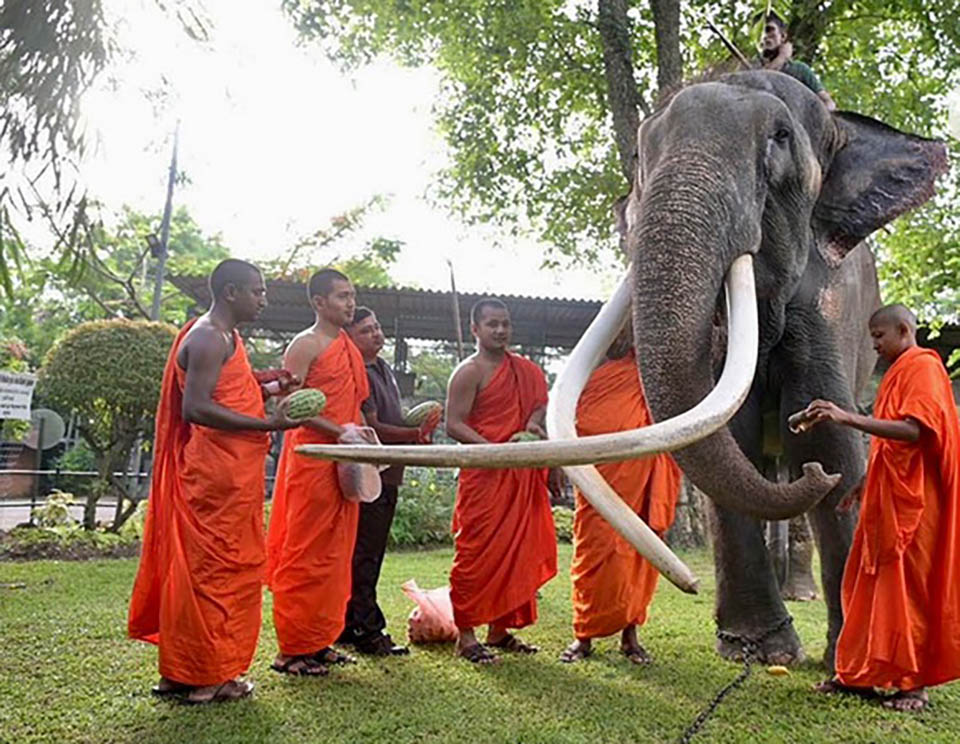 Thai elephant “Plai Sak Surin” celebrates home-coming in the rain