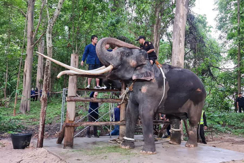 Thai elephant “Plai Sak Surin” celebrates home-coming in the rain