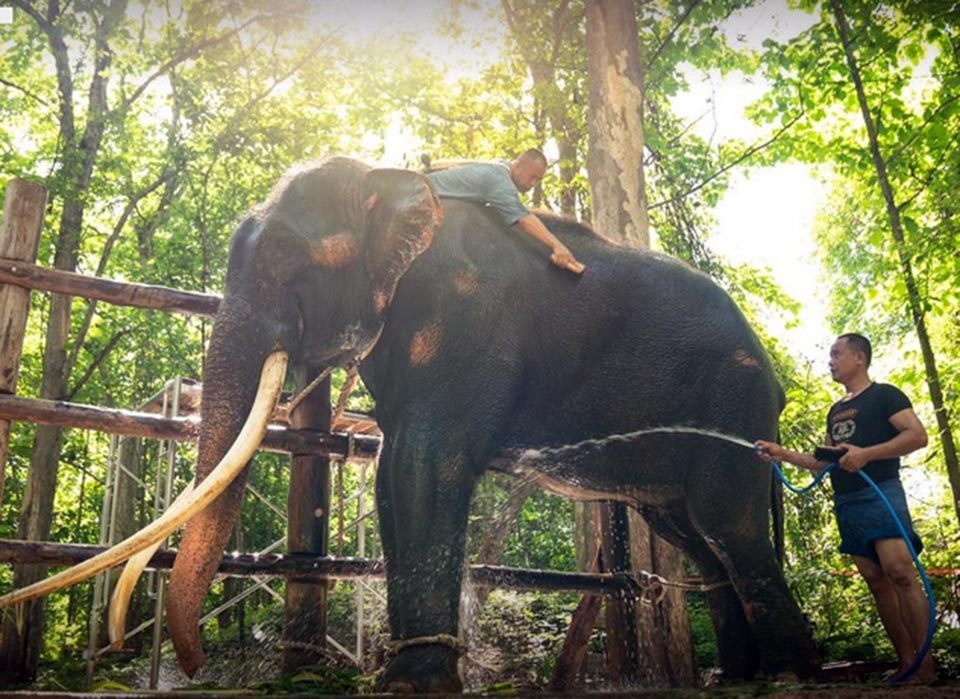 Elephant ‘Sak Surin’ completes quarantine after returning to Thailand