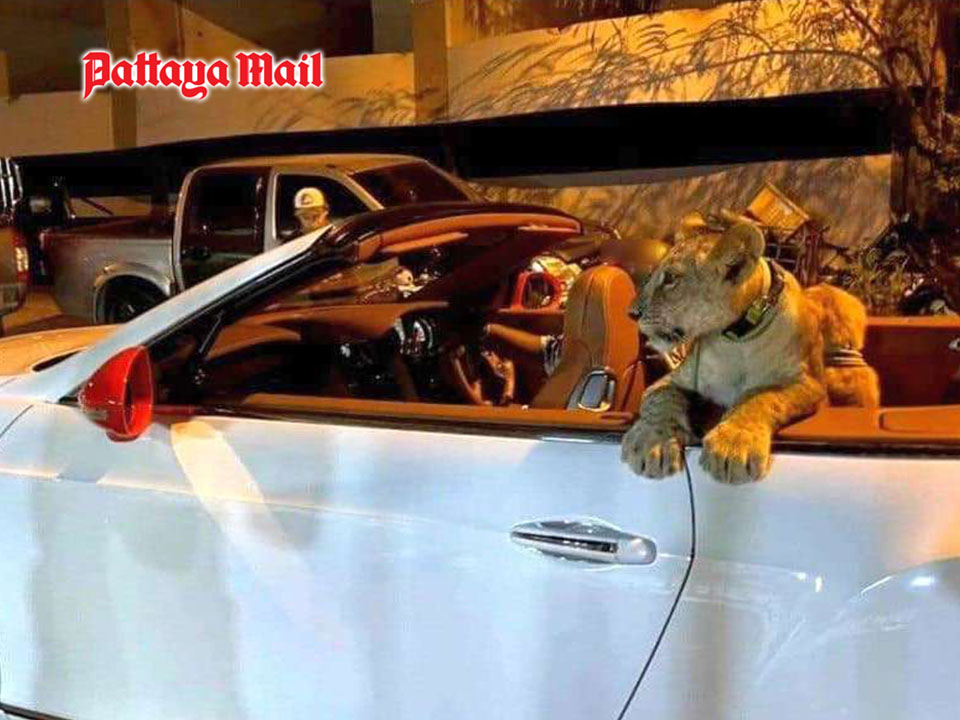 Lion sighting in luxury car raises concerns over wildlife ownership