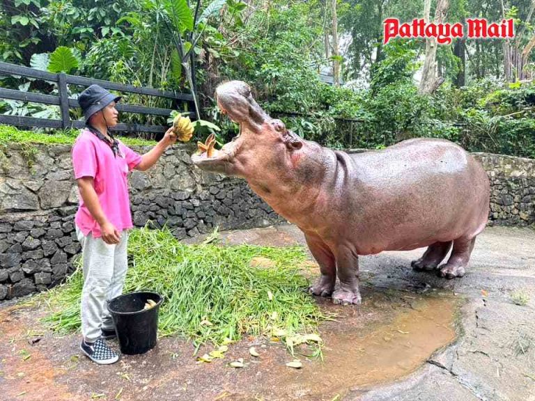 Meet “Mae Mali” 59-year-old hippo at Khao Kheow Open Zoo - Pattaya Mail