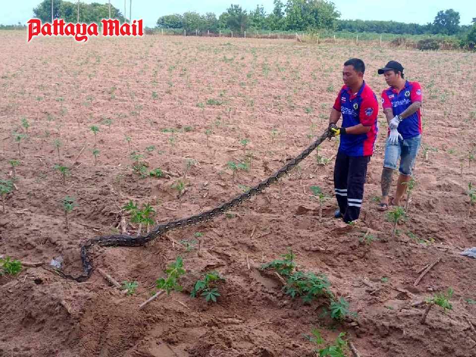 Python bites man in east Pattaya tapioca field